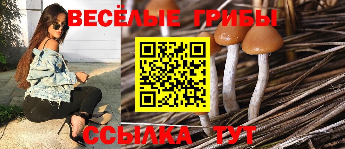 Карачаевск  Галлюциногенные грибы Psilocybine cubensis  закладки  Вход с VPN  Галлюциногенные грибы MAGIC MUSHROOMS 